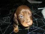 Dogs Dachshund Mini